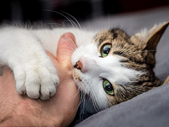 Giấc mơ thấy mèo cắn vào tay bạn cho thấy rằng bạn đang bị những kẻ tiểu nhân hãm hại