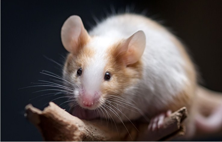 Giấc mơ về chuột có ý nghĩa gì?
