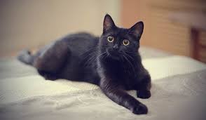 Mơ thấy mèo đen đánh đề con gì? 42