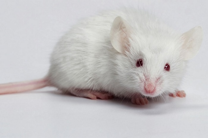 Chuột có lông màu trắng tượng trưng cho điềm lành