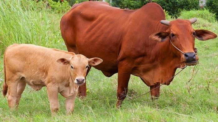 Mơ thấy hai mẹ con bò 