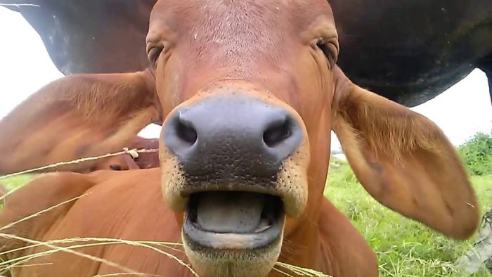 Mơ thấy con bò đang cười 